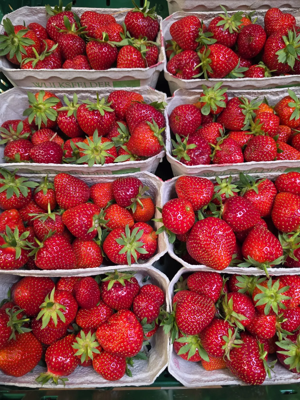 Frische Erdbeeren in Schalen aus unserem Obstsortiment