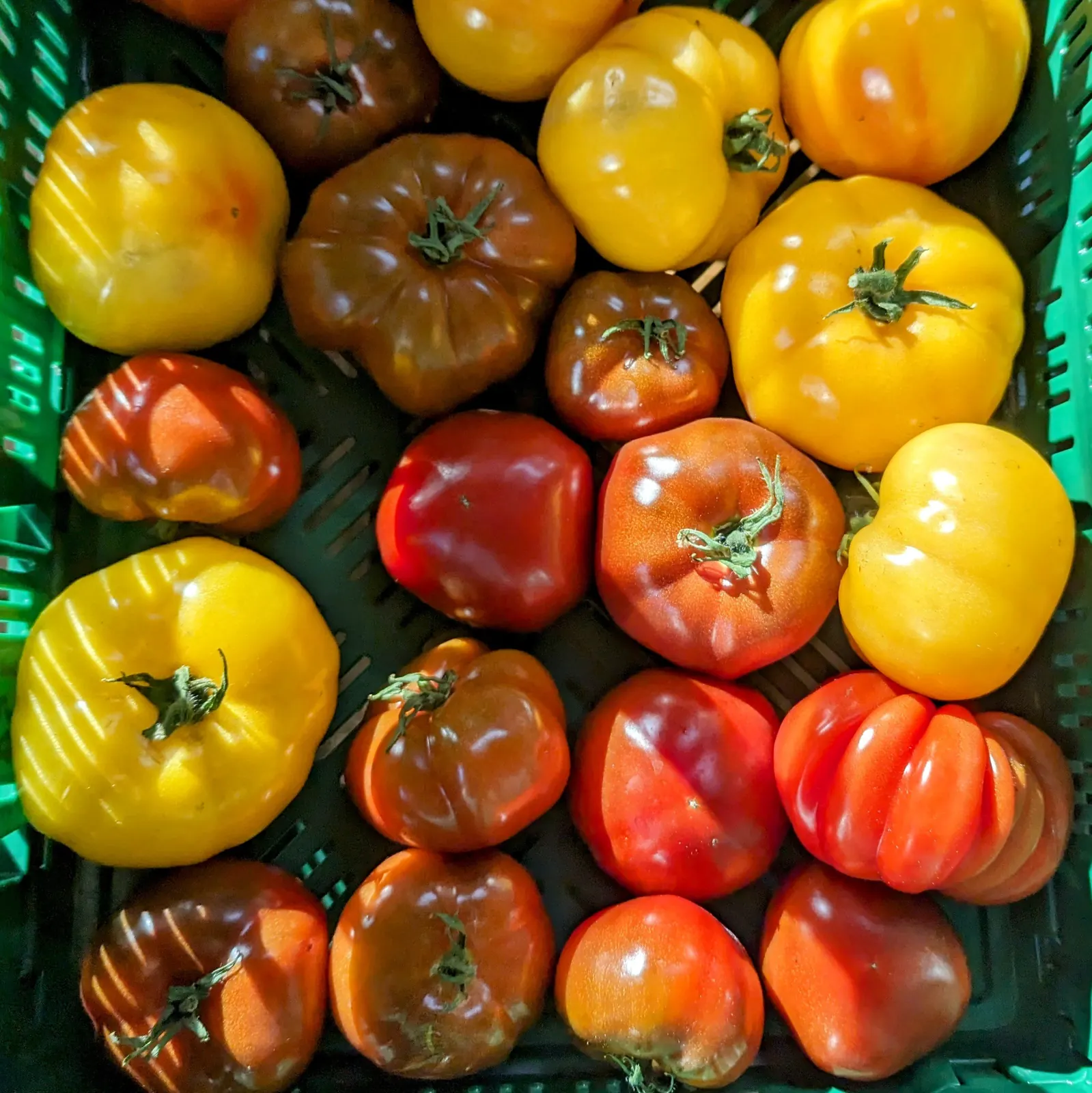 Bunte Tomatensorten aus unserer Gemüseauswahl